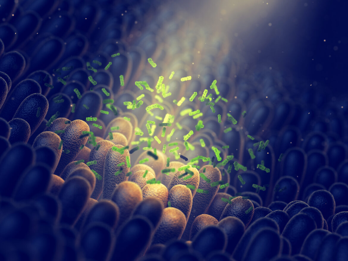 Illustration of the human gut microbiome with green bacteria interacting with intestinal villi under magnified view